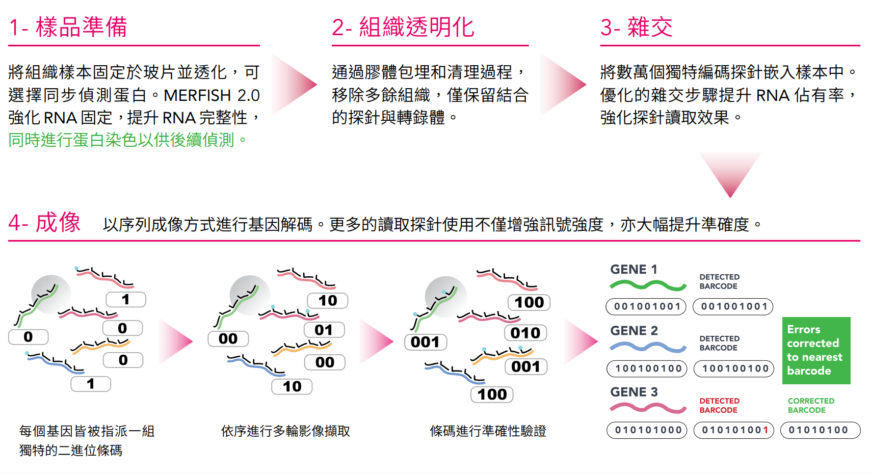 MERFISH 2.0 further optimizes the four major steps:1.樣品準備 2.組織透明化 3.雜交 4.成像